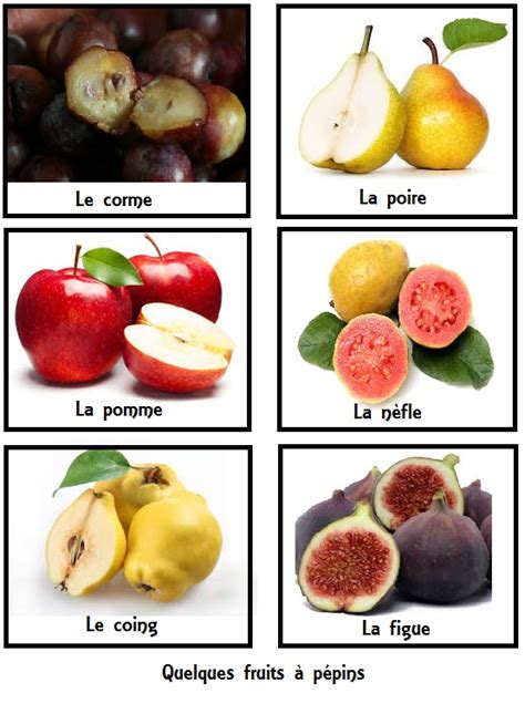Schéma illustrant les différentes catégories de fruits : à pépins, à noyaux et à coques