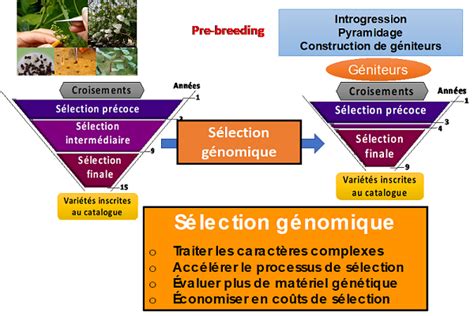 Schéma illustrant les étapes de la recherche variétale, de la sélection en serre jusqu'à l'exportation