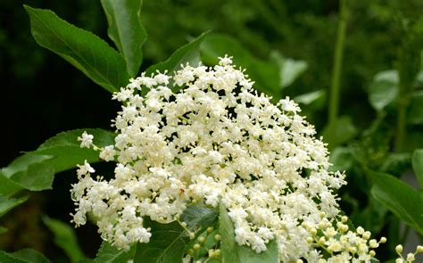fleurs de sureau noir en grappes