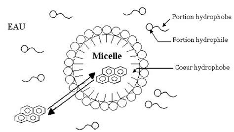 Schéma illustrant la liaison entre une micelle d'argile et une molécule d'humus par un pont calcique