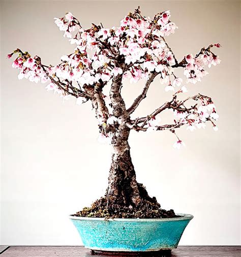 Un bonsaï Prunus incisa Kojô no Mai en pleine floraison printanière avec ses branches en zigzag caractéristiques
