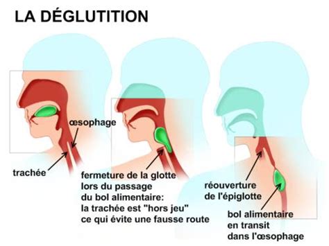 Schéma explicatif du mécanisme de la déglutition et risque de fausse route chez le senior