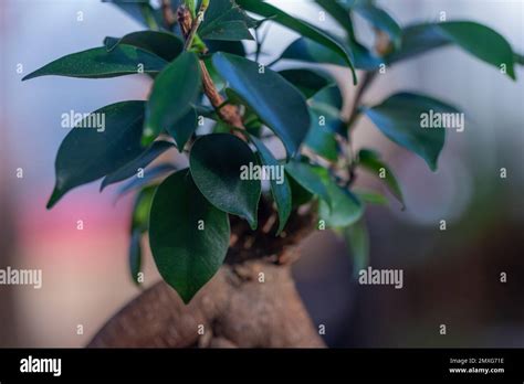 Gros plan sur les feuilles coriaces d'un bonsaï Ficus