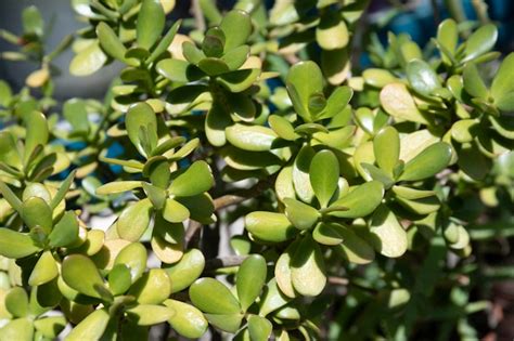Gros plan sur les feuilles charnues d'un bonsaï Crassula