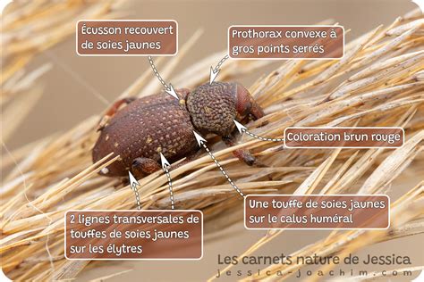 Illustration détaillée de la morphologie d'un charançon avec son rostre caractéristique