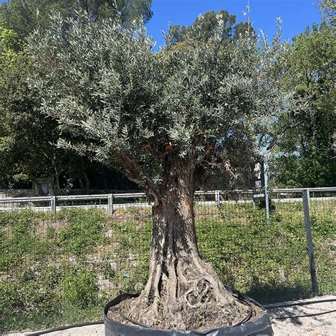Un olivier centenaire avec un tronc noueux et tortueux