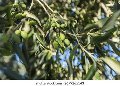 Feuilles d'olivier vertes et argentées
