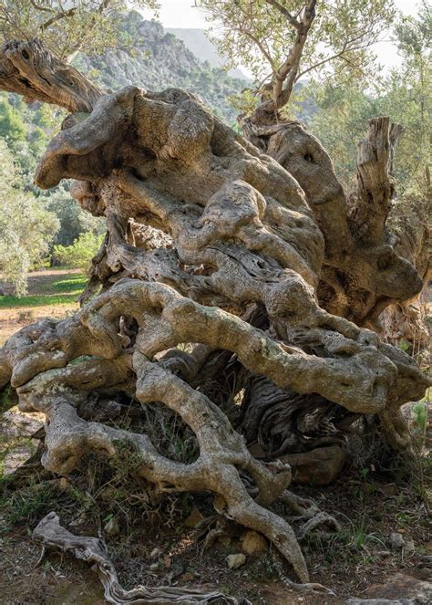 Un bonsaï d'olivier avec un tronc tordu et un feuillage dense