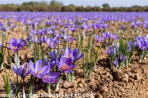 Champ de culture de crocus sativus en fleurs