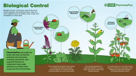 Infographie sur les méthodes de lutte biologique appliquées dans les plantations de canne