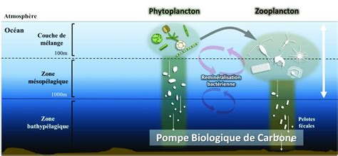 Schéma simplifié de la pompe biologique à carbone montrant le phytoplancton absorbant le CO2 et sa sédimentation vers les fonds marins