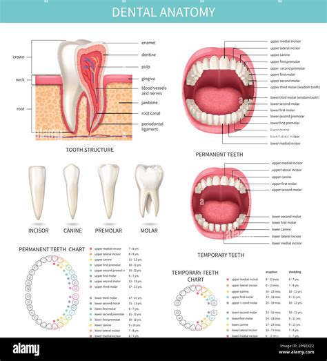 Diagramme du système dentaire humain