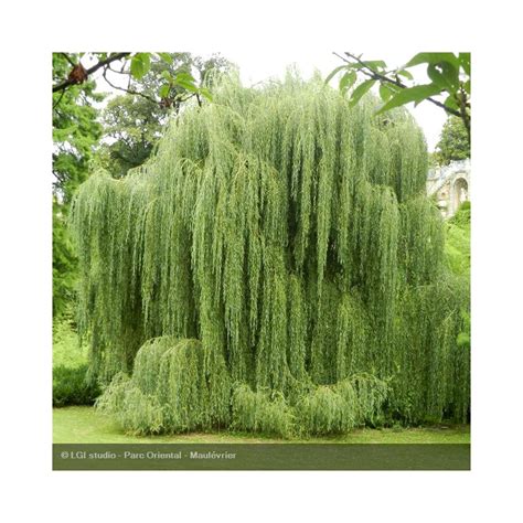 Illustration botanique détaillée d'une branche de Salix babylonica avec ses feuilles lancéolées et ses chatons printaniers