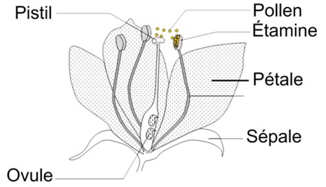 Schéma des différentes parties d'une fleur de clématite