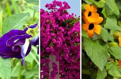 Illustrations de différentes plantes grimpantes mentionnées dans l'article
