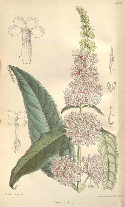 Illustration botanique de Buddleja saligna (Planche 29, volume 1, N.J. von Jacquin)