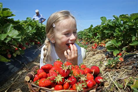 Carte des points de cueillette de fraises en Alsace