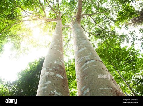 Arbre ficus en pleine croissance dans une forêt tropicale