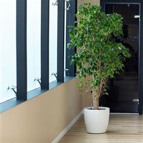 Une pièce lumineuse avec un ficus bonsaï près d'une fenêtre