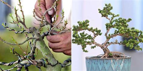 Exemple de taille d'une branche de ficus bonsaï
