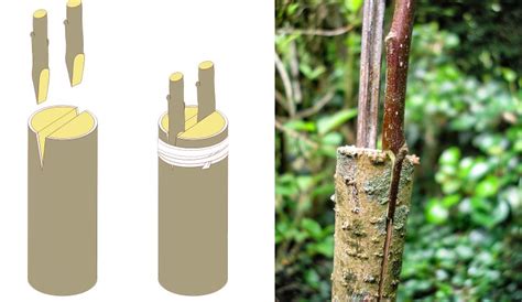 Différentes techniques de greffe appliquées à des bonsaïs