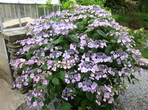 Comparaison visuelle entre l'hortensia-boule (Hydrangea macrophylla) et l'hortensia à fleurs plates (Hydrangea macrophylla 'Lacecap').