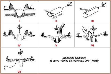 Schéma illustrant les étapes de la plantation d'un hortensia, de la préparation du trou à l'arrosage.