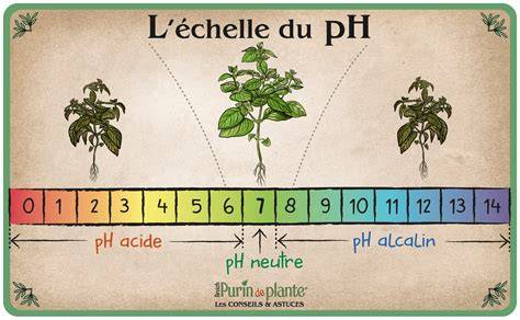 Infographie expliquant l'impact du pH du sol sur la couleur des fleurs d'hortensia (bleu en sol acide, rose en sol neutre/alcalin).