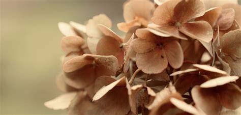 Image d'un bouquet d'hortensias séchés, mettant en évidence leur beauté intemporelle.