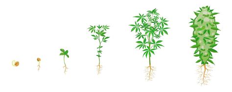 Schéma des quatre phases de croissance du cannabis