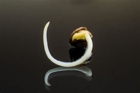 Image d'une graine de cannabis germée avec la première racine visible