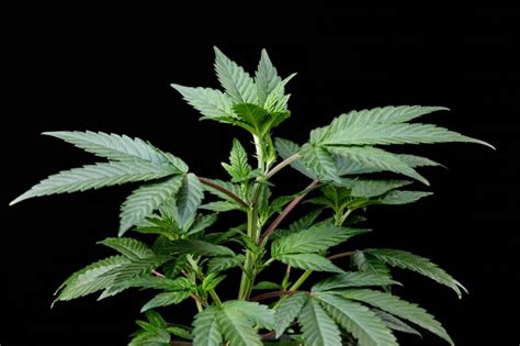 Image d'une plante de cannabis en pleine floraison avec des têtes bien développées