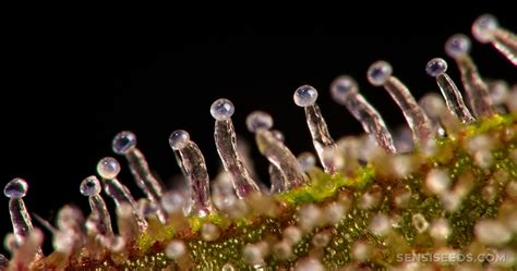 Gros plan sur les trichomes du cannabis, montrant différents stades de maturité