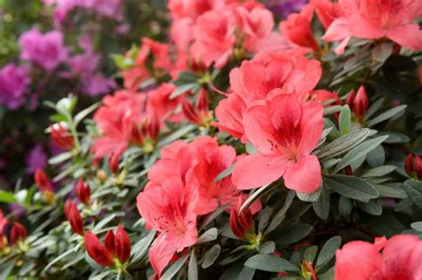 Azalée de Chine en fleurs dans un jardin printanier