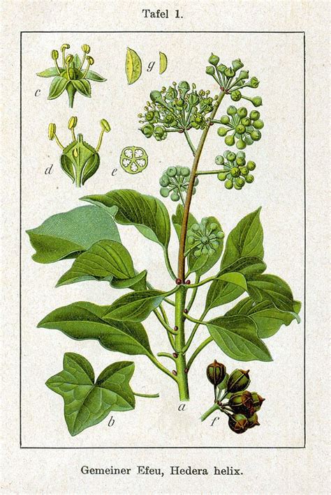 Illustration botanique du Hedera helix L. avec ses feuilles juvéniles et adultes
