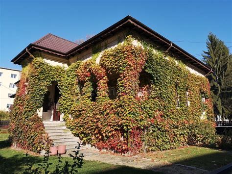 Maison ancienne recouverte de lierre