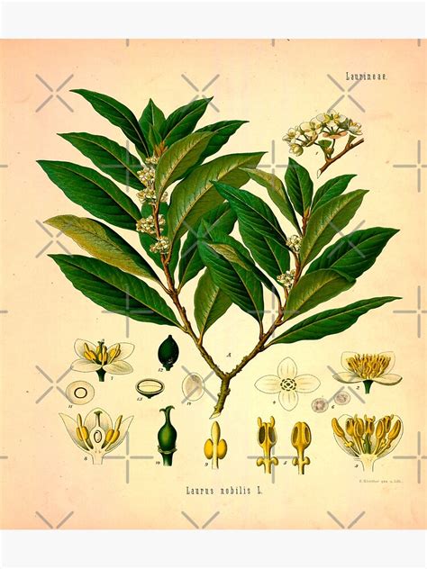 Illustration botanique du Laurus nobilis montrant ses feuilles lancéolées et ses fleurs jaunes