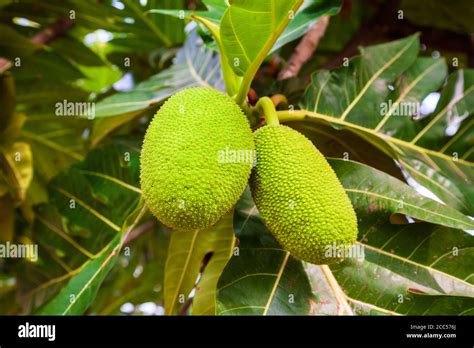 fruits mûrs sur l'arbre
