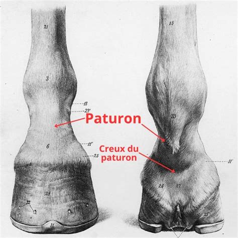 Photo montrant la zone du paturon après une tonte hygiénique