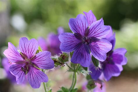 Illustration comparative entre un géranium vivace de jardin et un pélargonium odorant