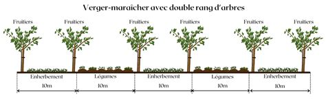 Schéma d'une parcelle de la ferme de la Durette montrant l'alternance de rangs de fruitiers et de planches de maraîchage