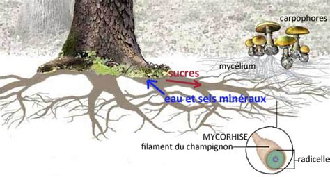 Schéma montrant l'action des champignons mycorhiziens sur les racines