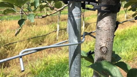 Schéma illustrant le lien souple utilisé pour attacher une branche d'arbre fruitier à un support métallique sans étranglement