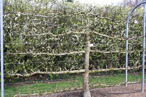 Photo d'un verger avec des arbres fruitiers conduits en espalier sur des structures métalliques complexes
