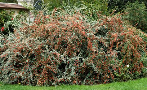 Arbuste Cotoneaster franchetii avec ses baies orangées