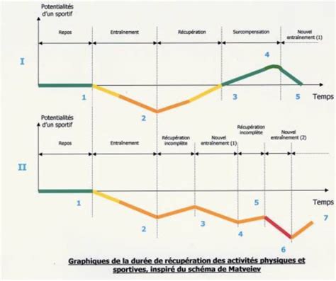 Graphique montrant le temps de récupération moyen d'une plante après un rempotage d'urgence