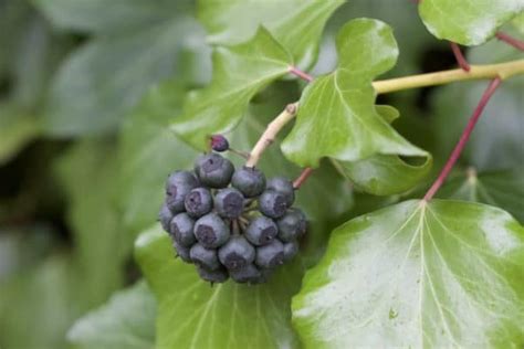 Baies de lierre en hiver