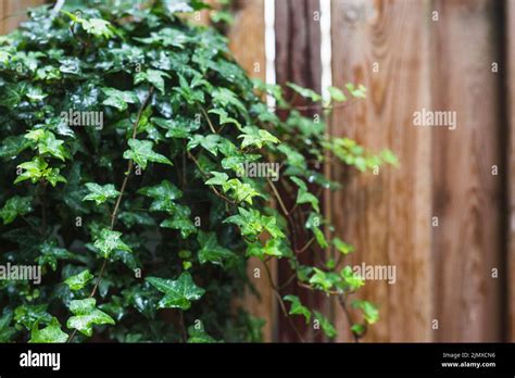 Gros plan sur les feuilles de lierre