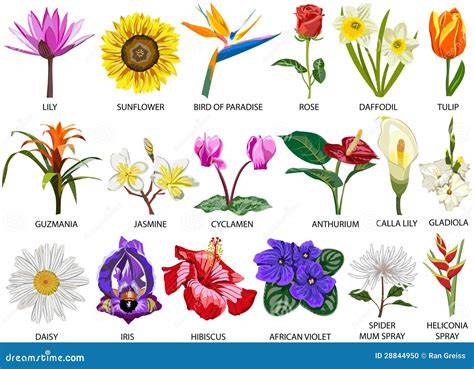 Illustration de différentes espèces de fleurs de la passion