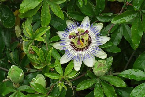 Infographie comparant les besoins en eau de Passiflora caerulea et Passiflora edulis